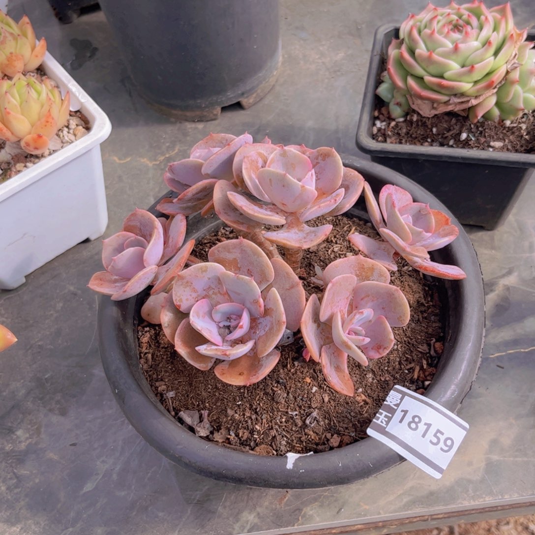 尘埃玫瑰多肉植物18159