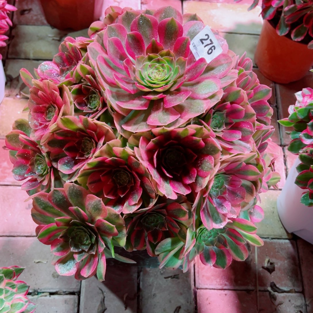 276雨荷轮回法师多肉植物