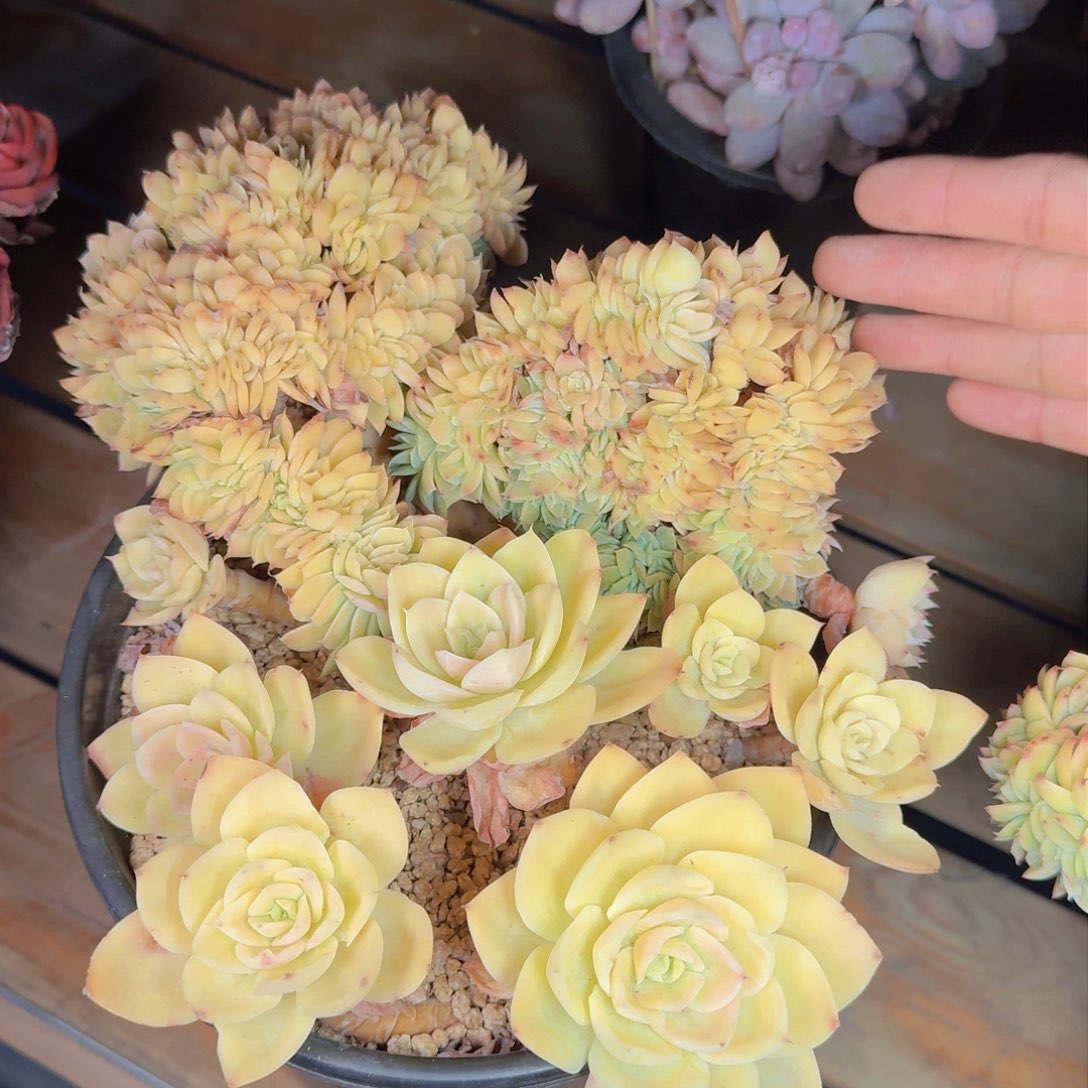 用****2多肉植物的生长发育