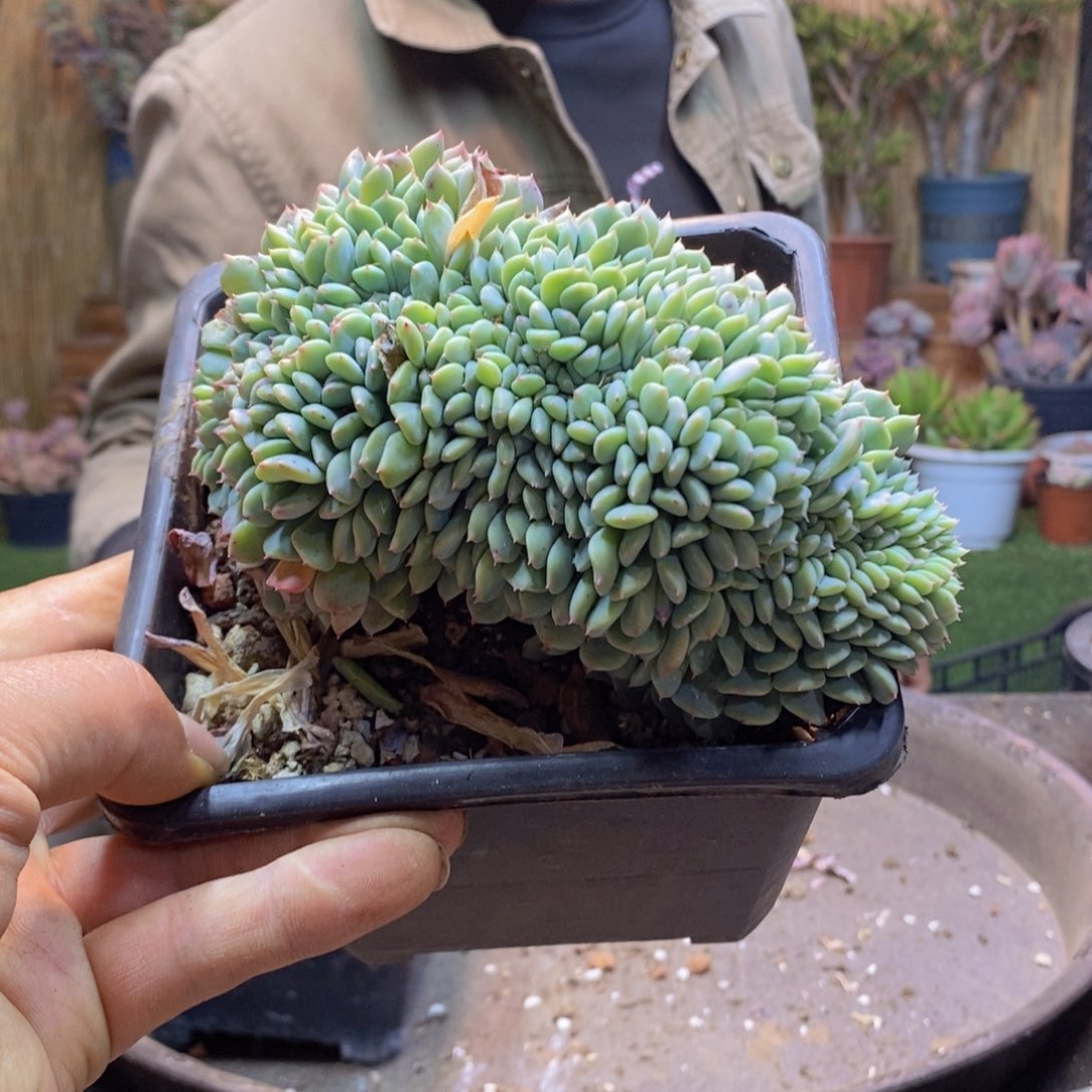 依***3A160号白胖子缀