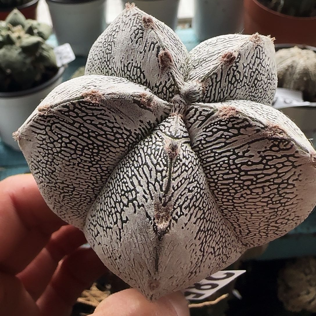 恩冢285仙人球开花