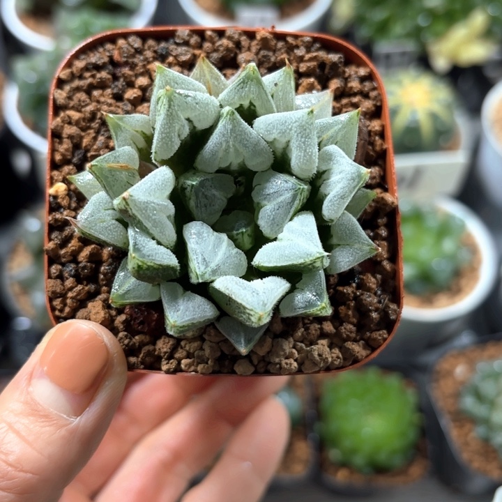 爱心寿多肉植物哈