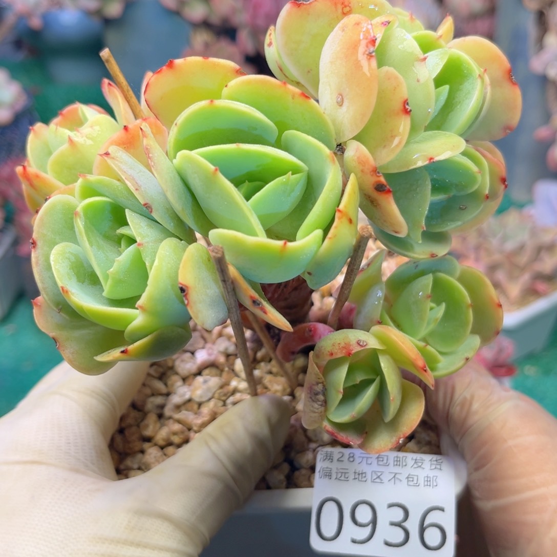 大0936:？z b z b c h b b n