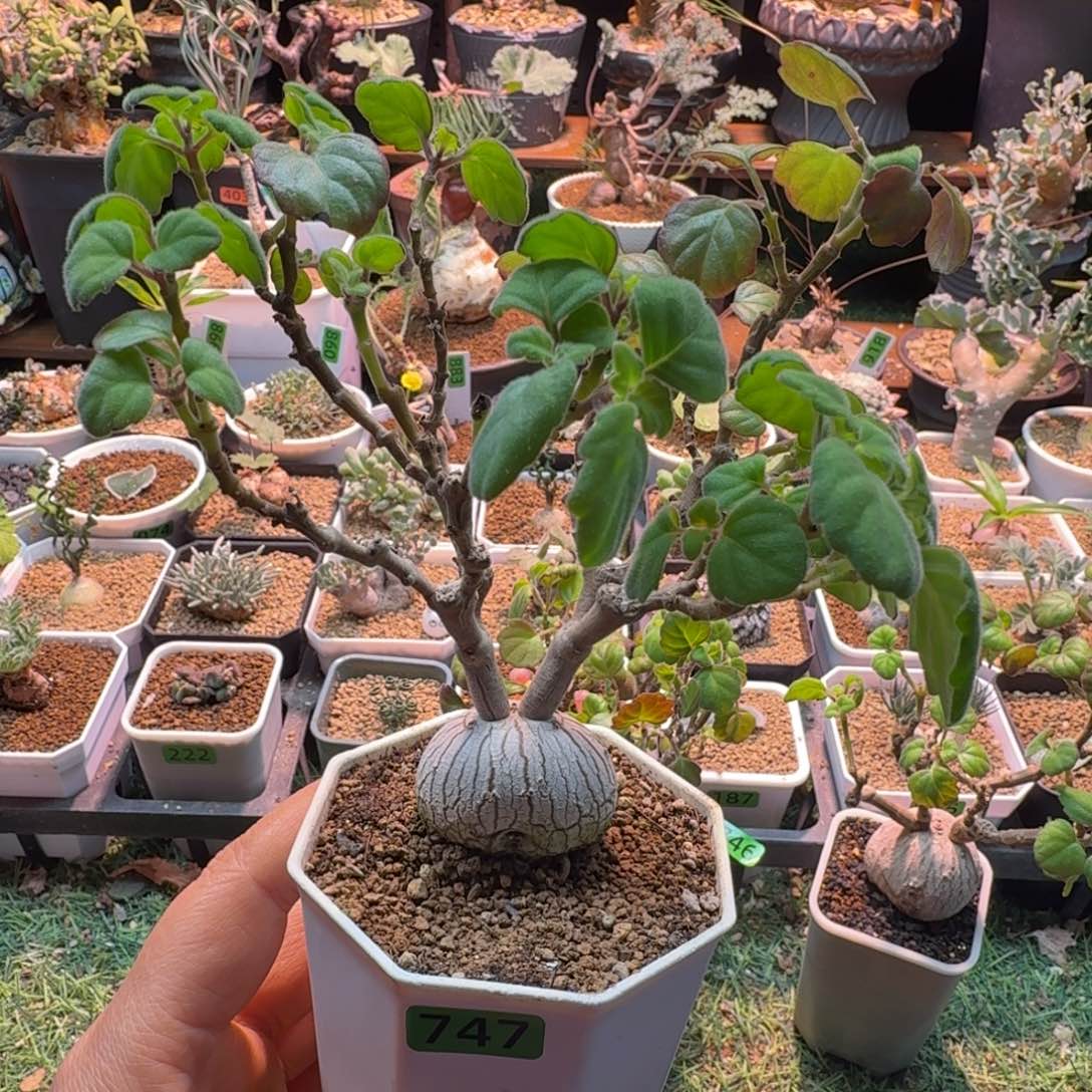 实生爱氏延命草747 仙人球