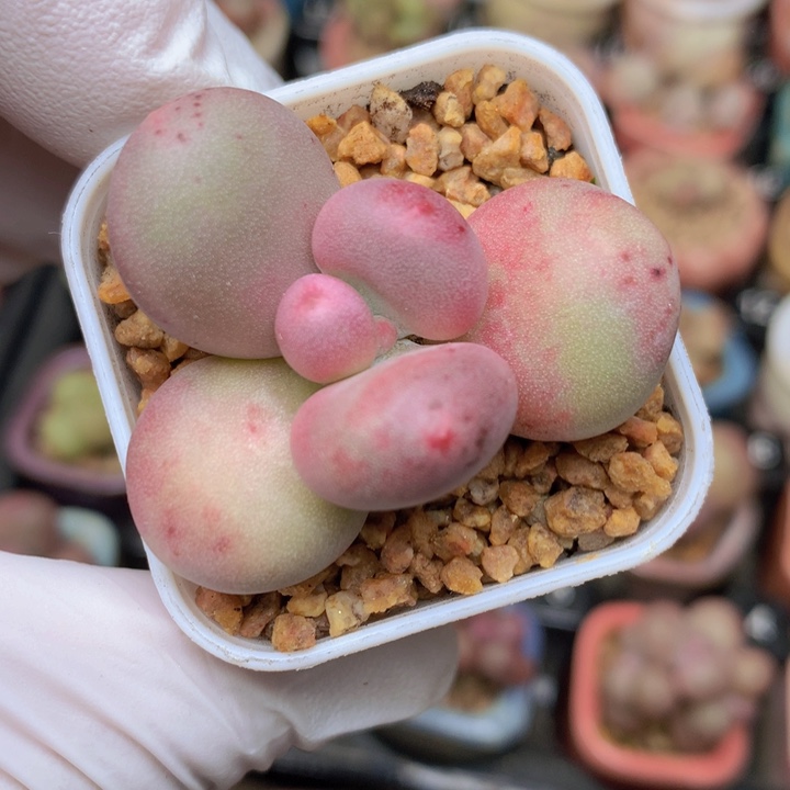 021 樱花奶酪 胖圆奶个体 花瓣基因好 稳定