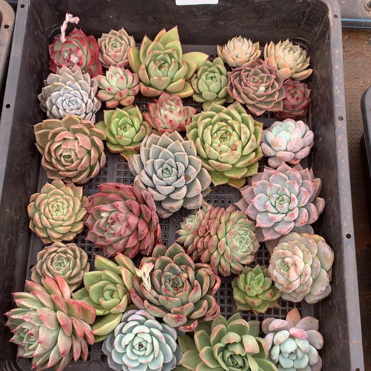 【闪购商品】云567号