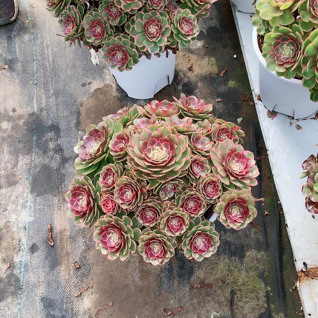 【闪购商品】顿*粉花妖，多肉