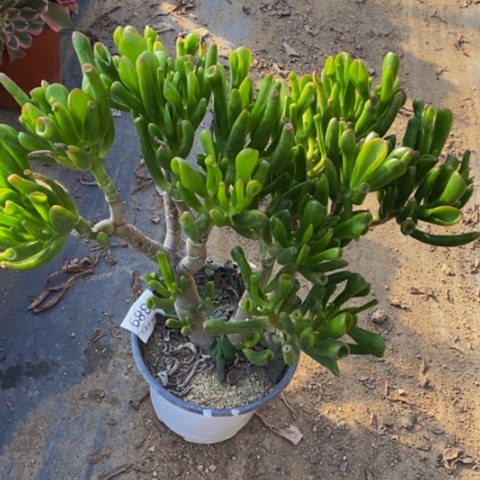 吸财树多肉植物5389