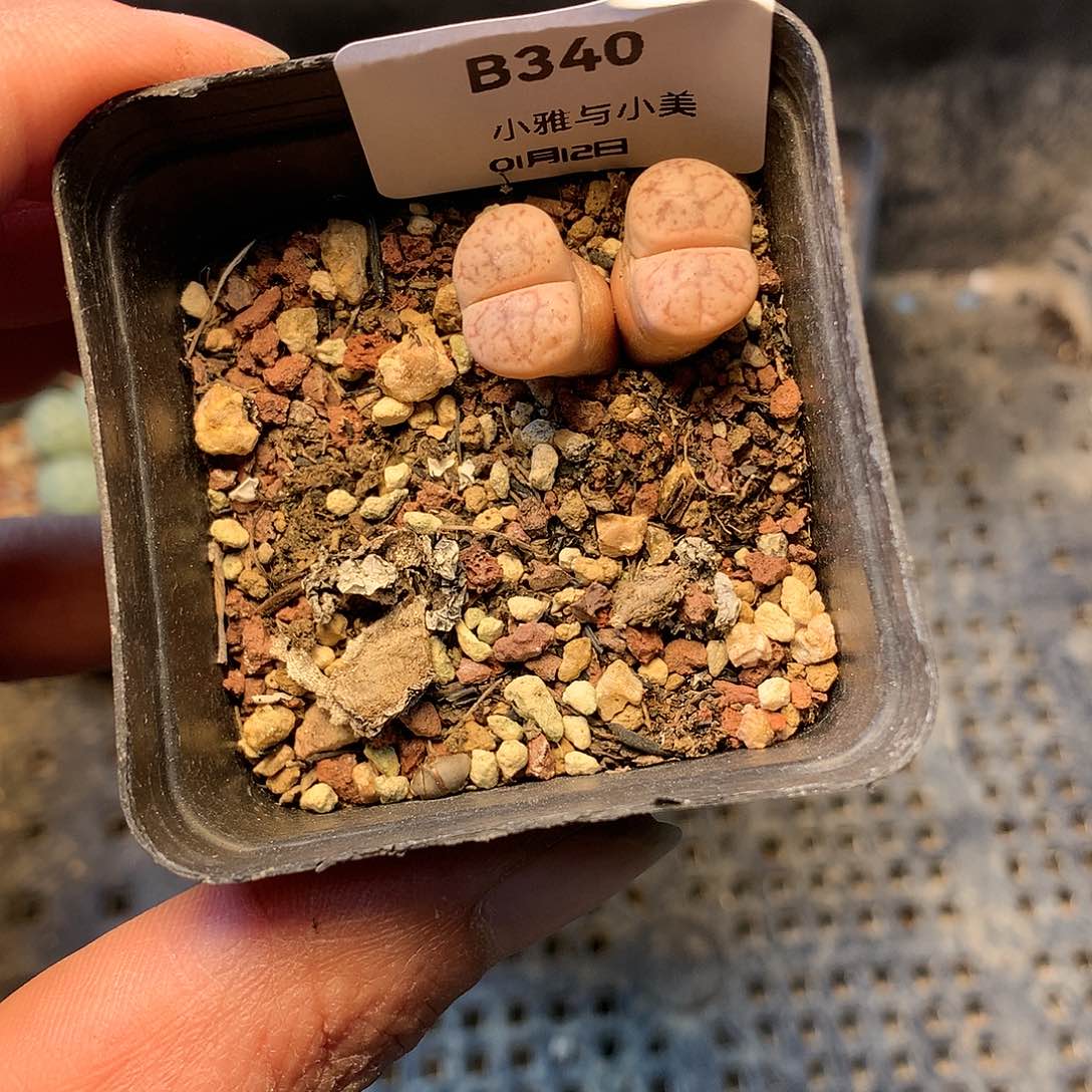 B多肉植物保护研究所