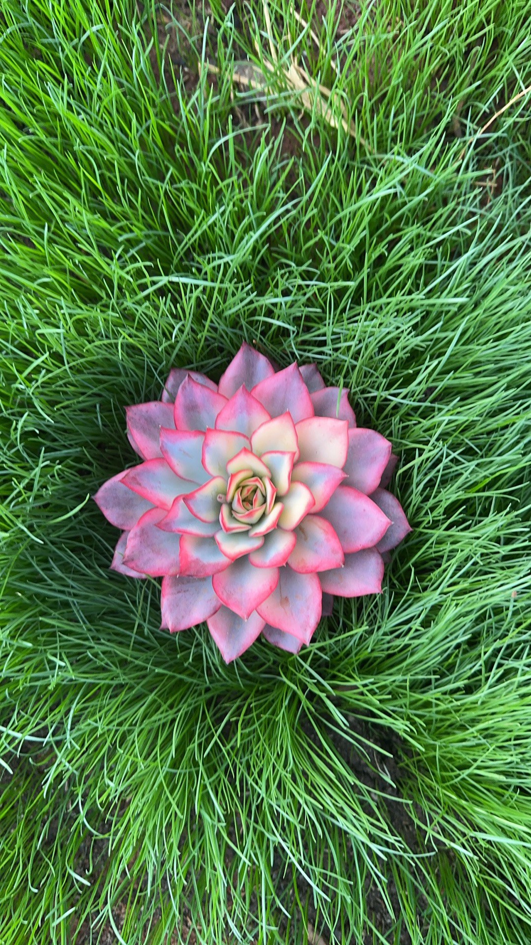 萍萍多肉精品老桩多肉