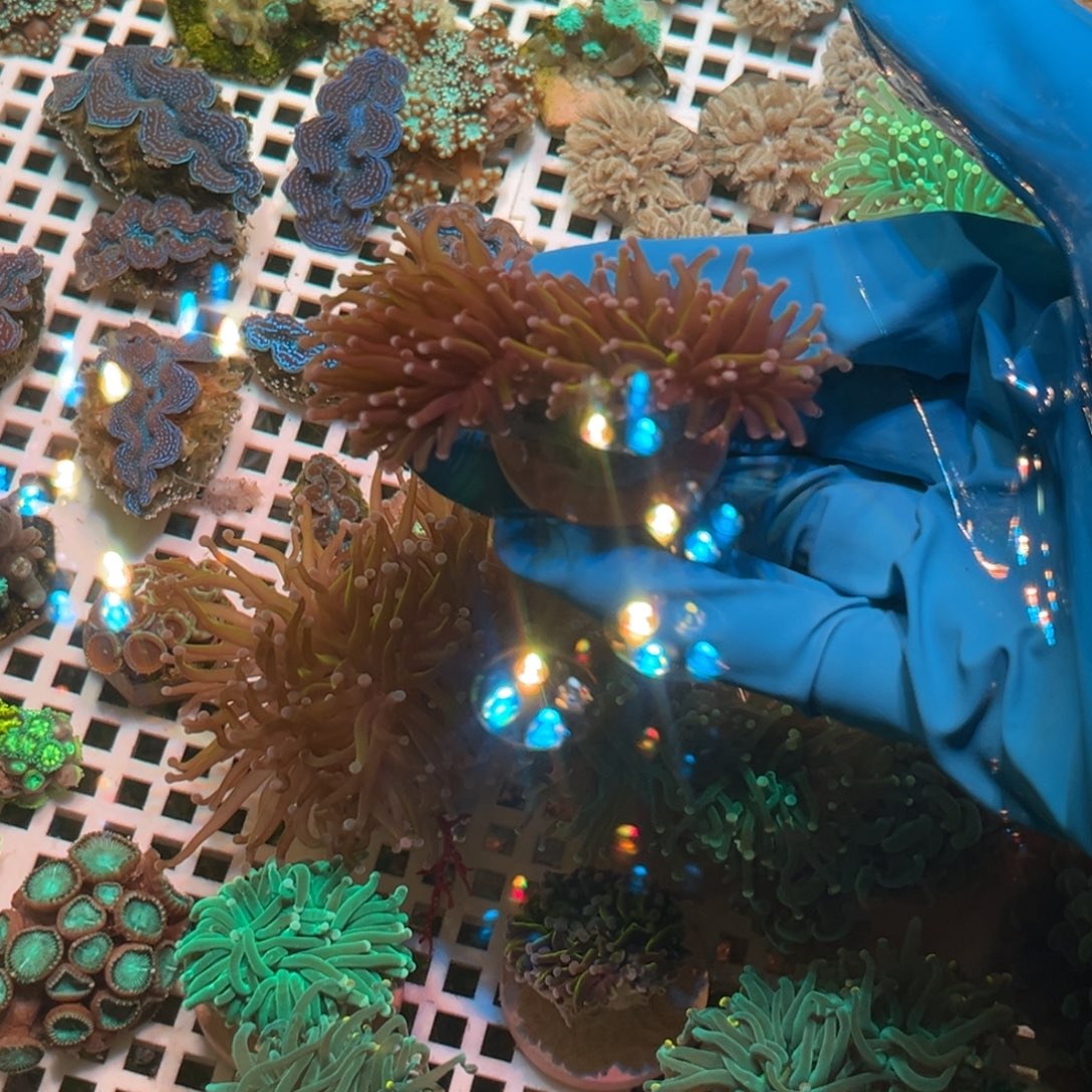 就***骚奶嘴海葵金火柴2头111111