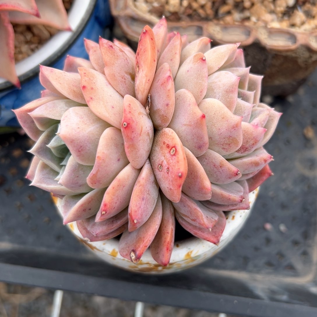 伊莎贝拉（满38包邮）多肉