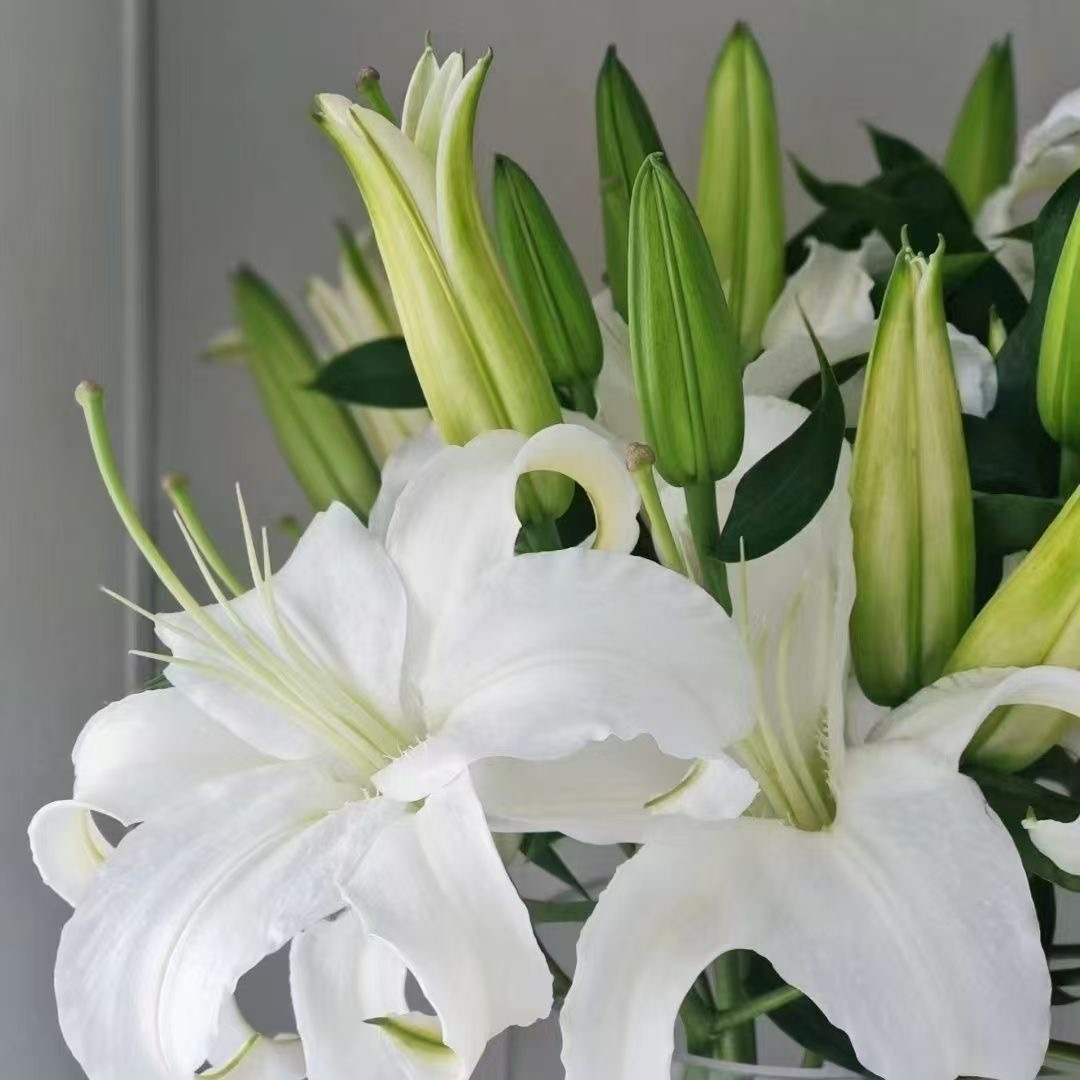 【西伯利亚】5度以下地区需加拍保温棉 不加保温棉 冻坏不售后