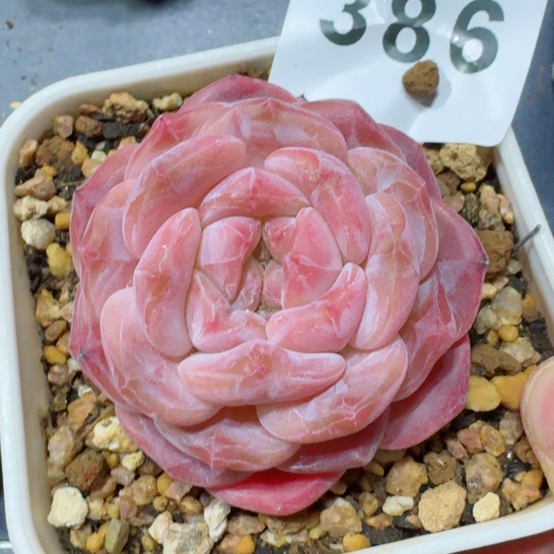 母本冰魄         精品多肉