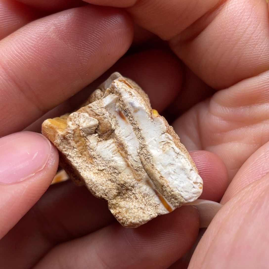 定制琥珀未镶嵌天然蜜蜡