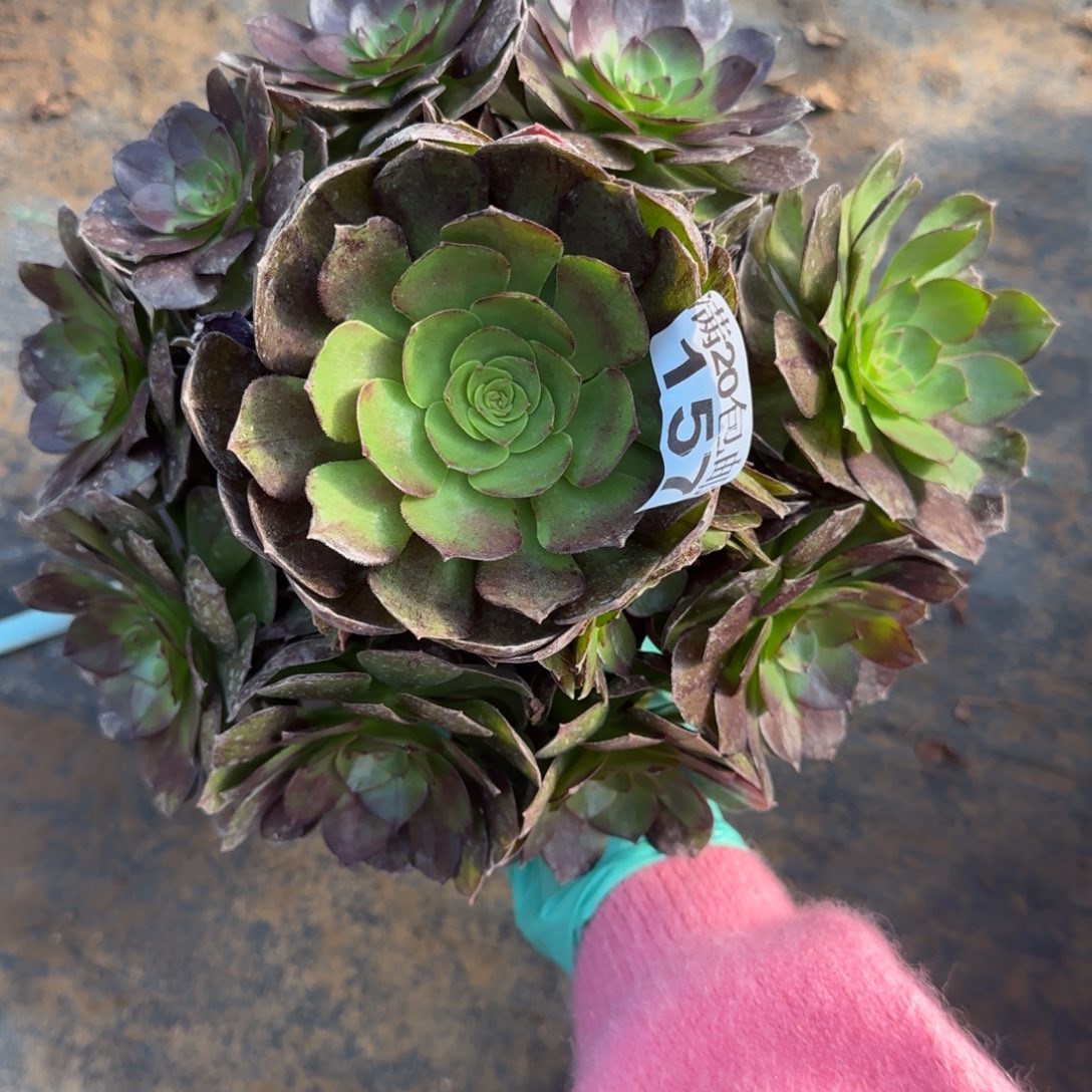 黑魔157满20包邮断枝不包