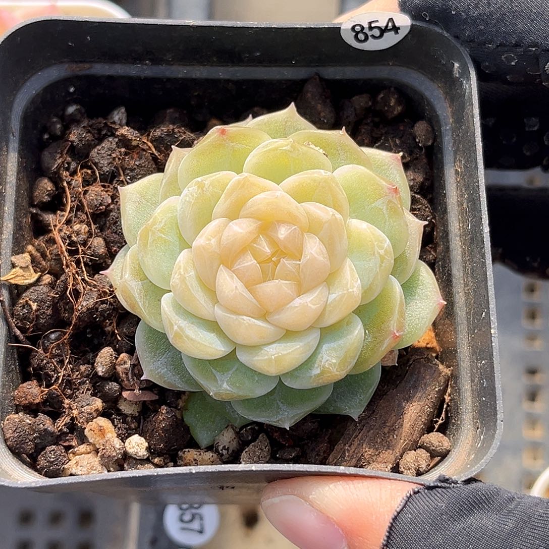 提***提854  泼天多肉18包邮