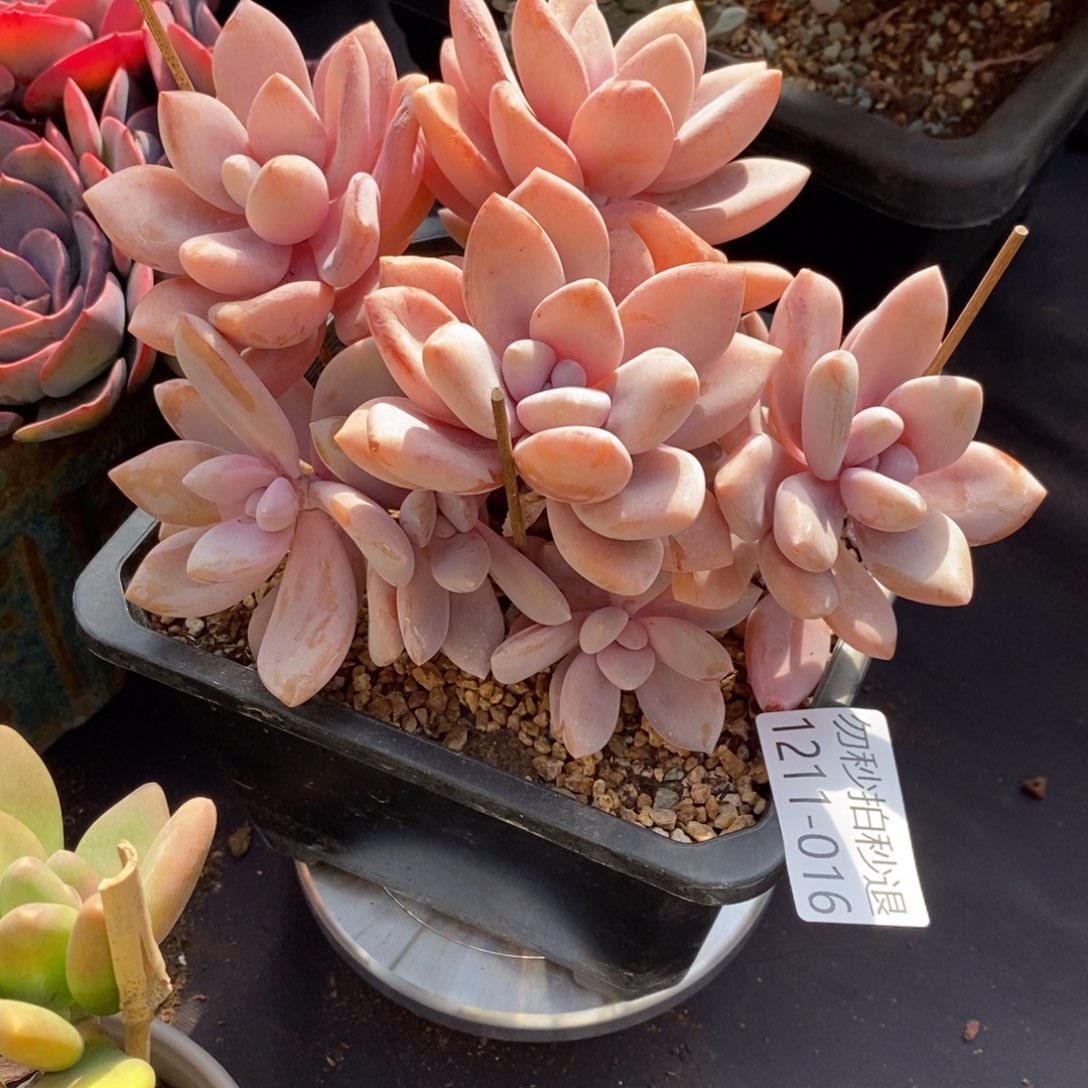 两单包邮1211-16桃霜