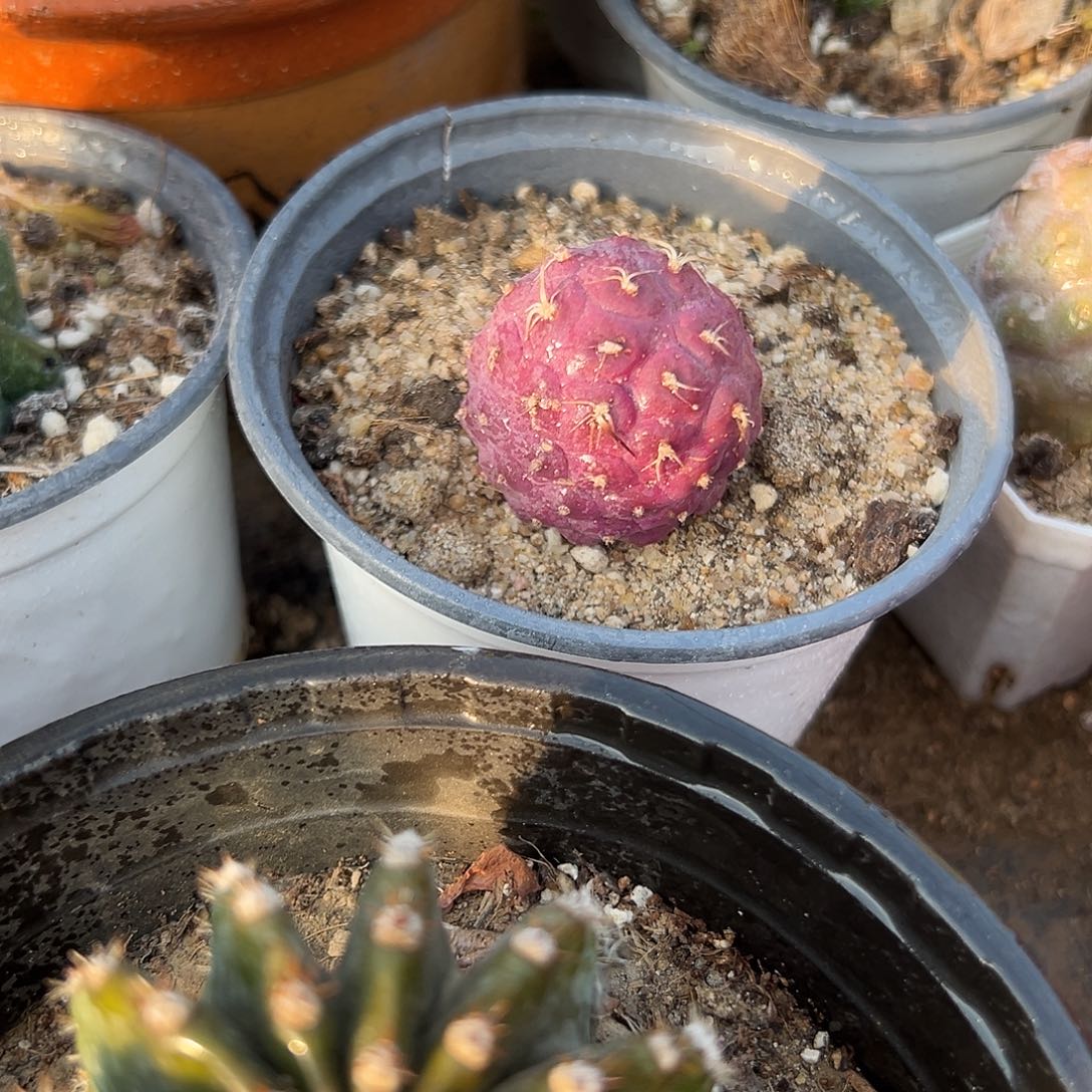 多肉植物紫皮习志野