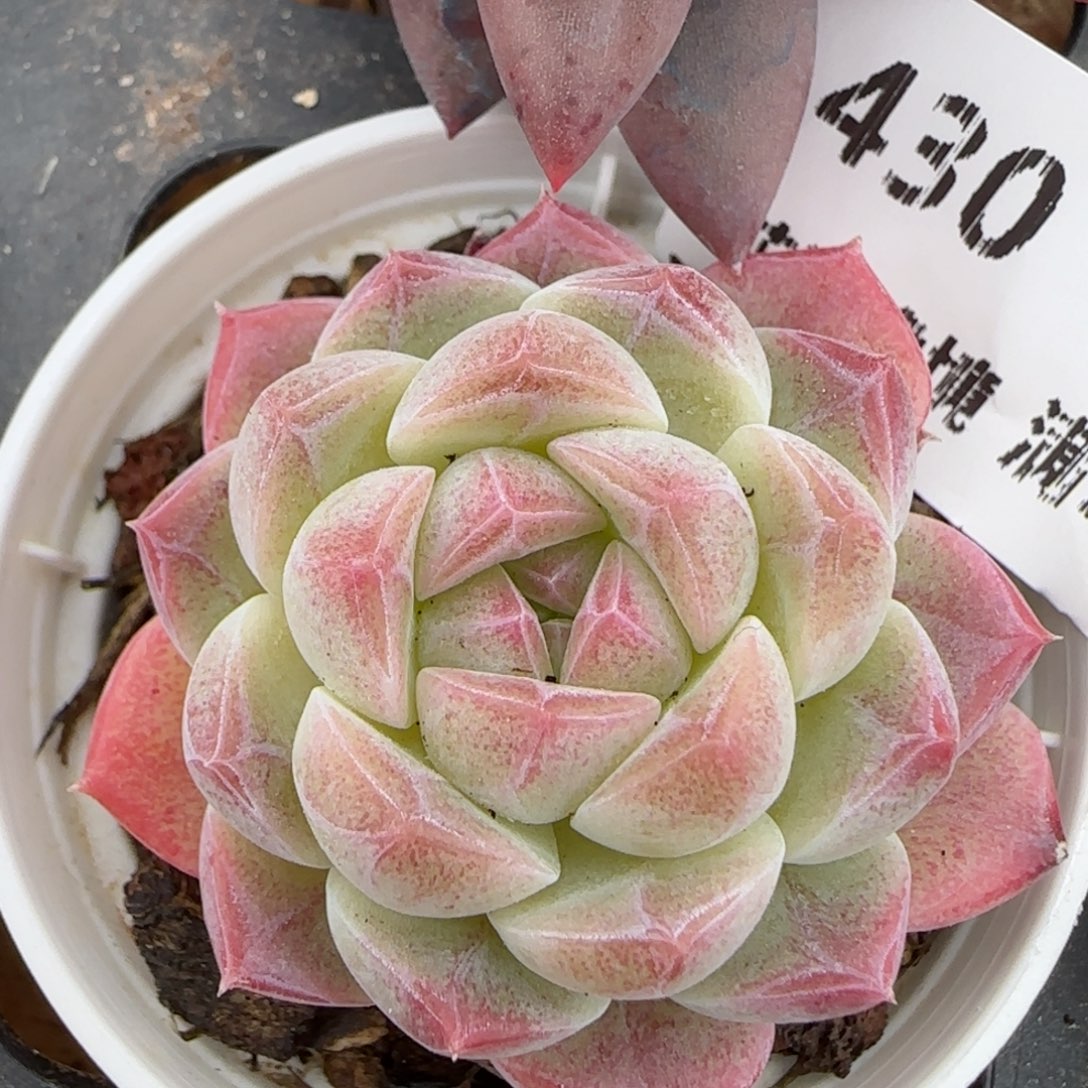 花语逸镜0208-430