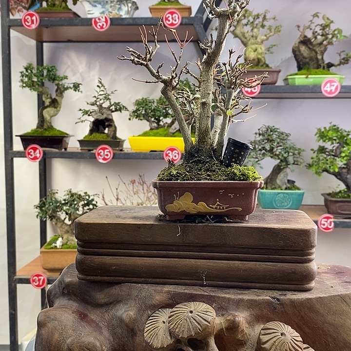 不***有无花朵34223233444444