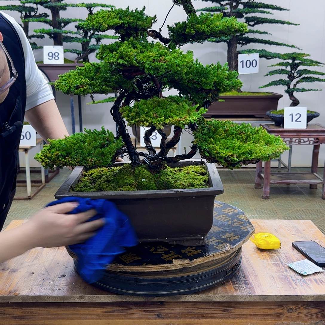 无花朵柏树造型盆景