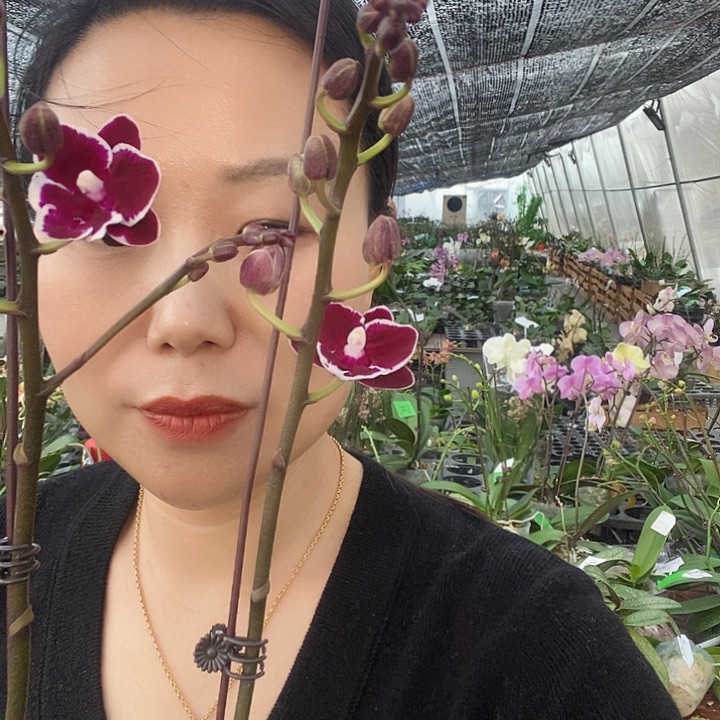 无花朵年年有余蝴蝶兰