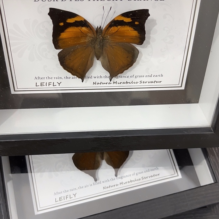 蝴蝶标本定制372@