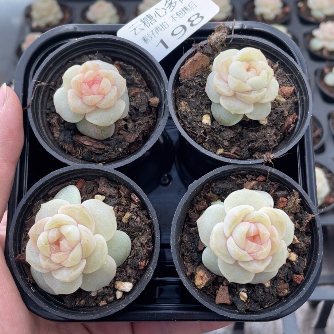 云糖心多肉植物198