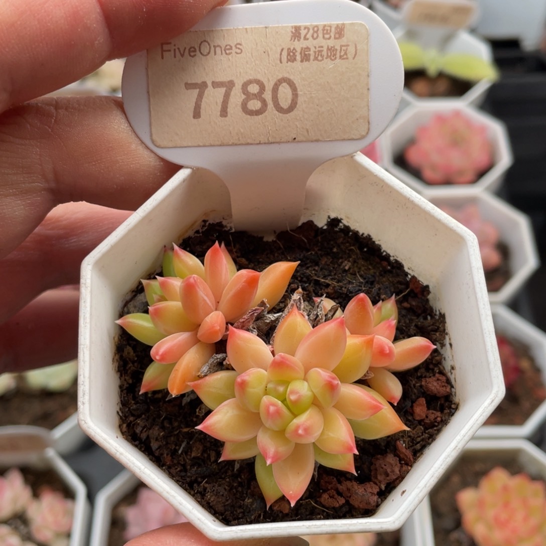 甲骨文7780-6厘米