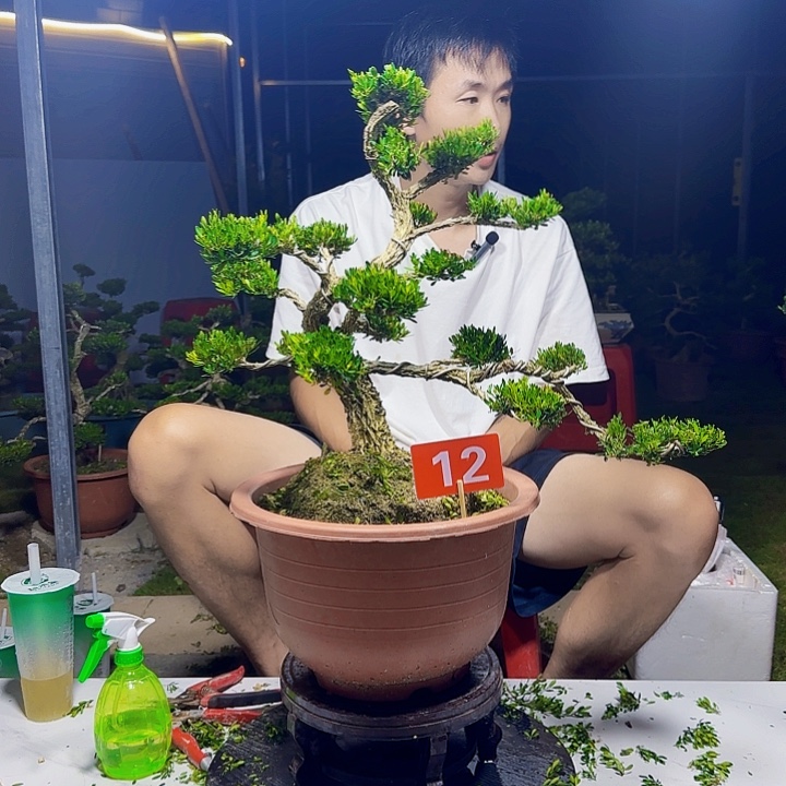 无花朵广东邹皮雀舌黄杨