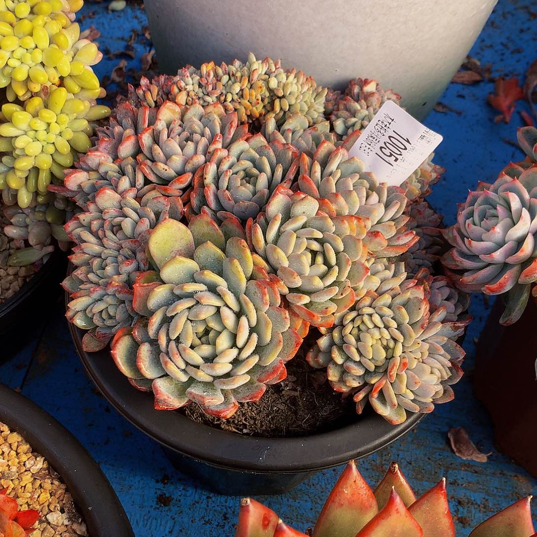 L***y    玛瑙缀多肉10051