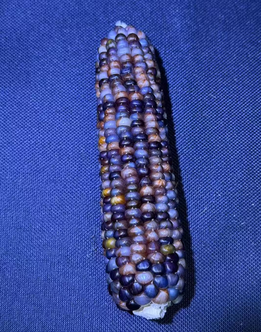 文玩玉米毛料（一物一拍直播间叫到名字下单，有事私信不要找客服）