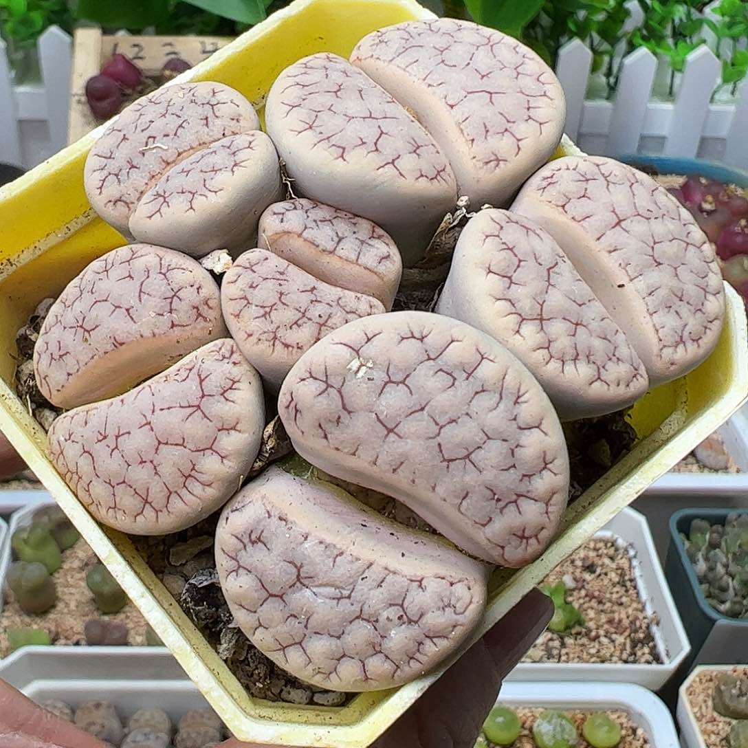 113016/荒玉母本带盆发