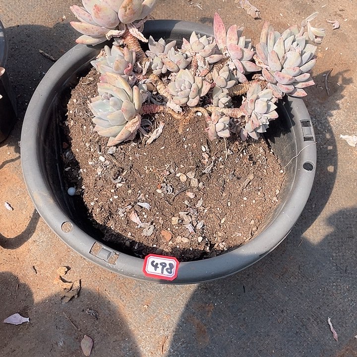 498胖美人 一物一拍多肉