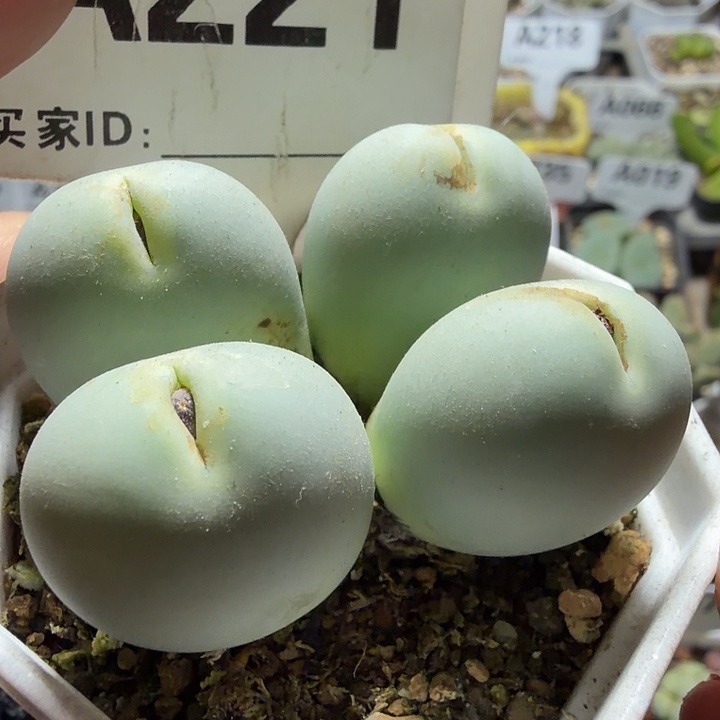 221。满38包邮肉锥