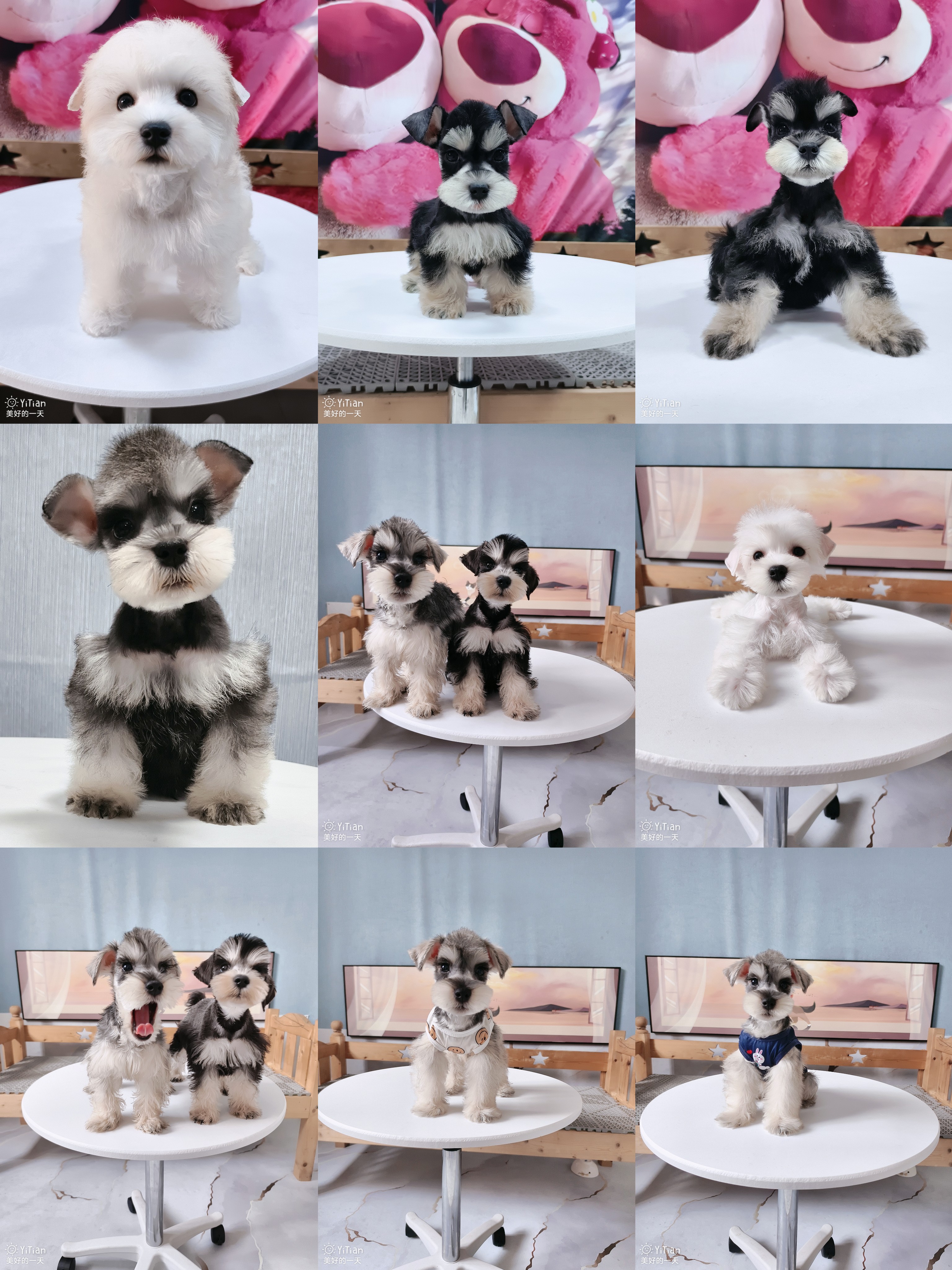 有它雪纳瑞《相册》定金（拍这个）