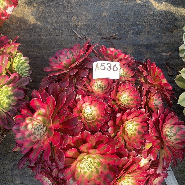 红铜超白多肉植物536