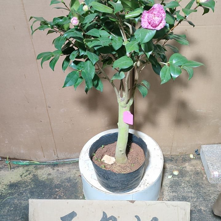 746薄荷糖，原盆原土发货，不包邮