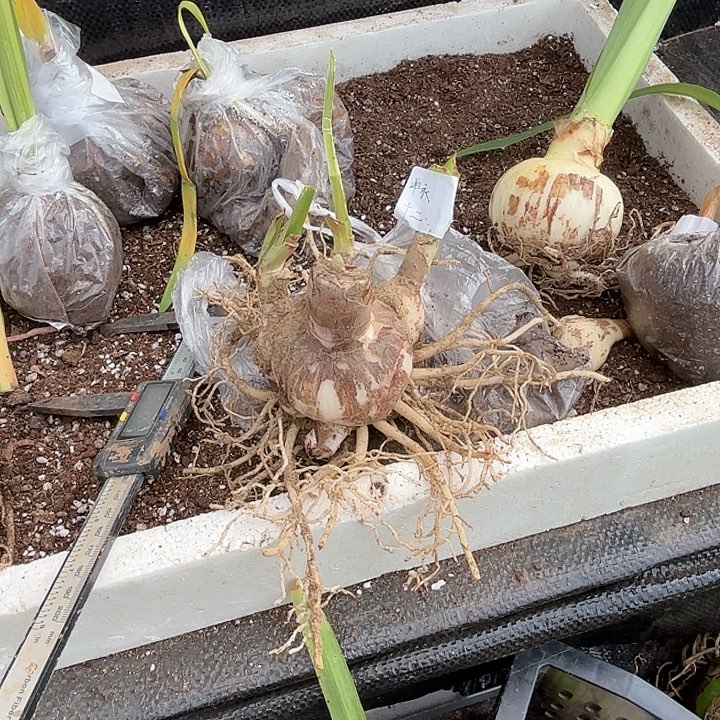 十二单衣小坨坨福利6左右带三大侧