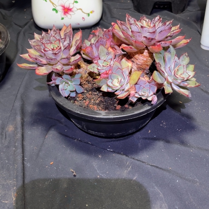 不***心里加多肉一物一拍