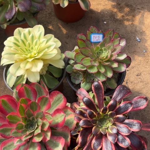 052多肉植物组合
