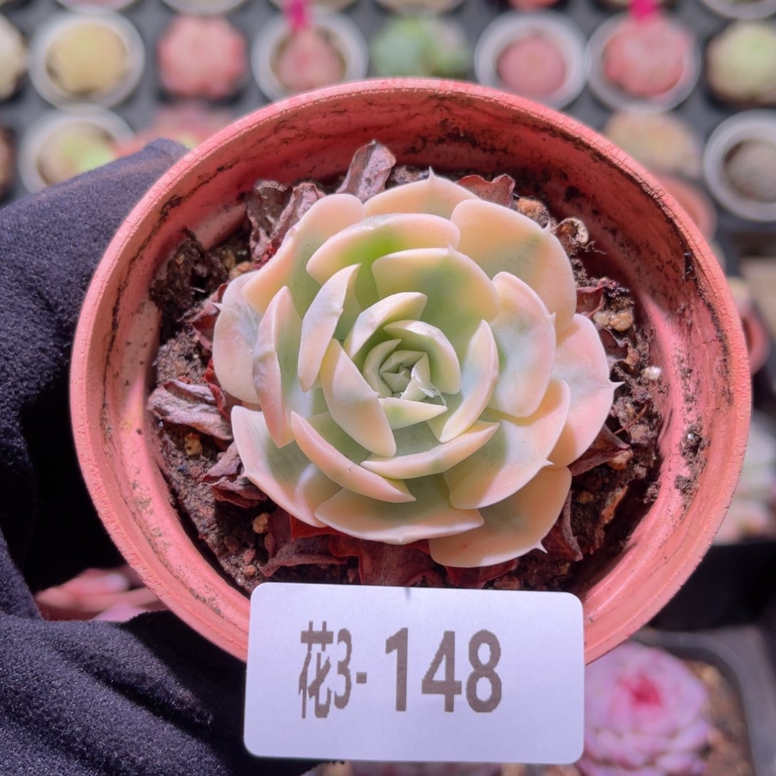 花利美3-148鲁氏锦