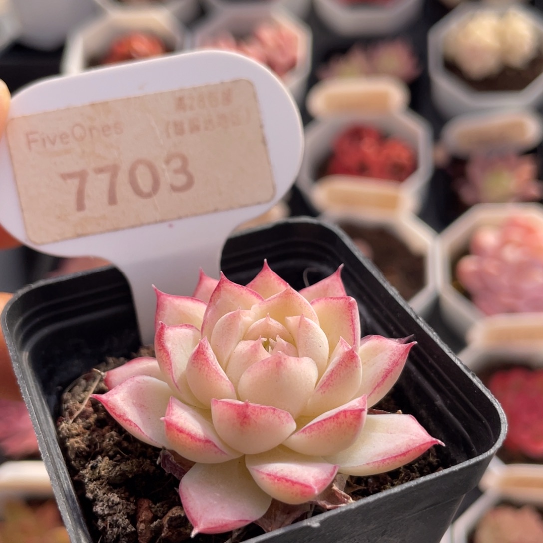 女王7703-4.0厘米