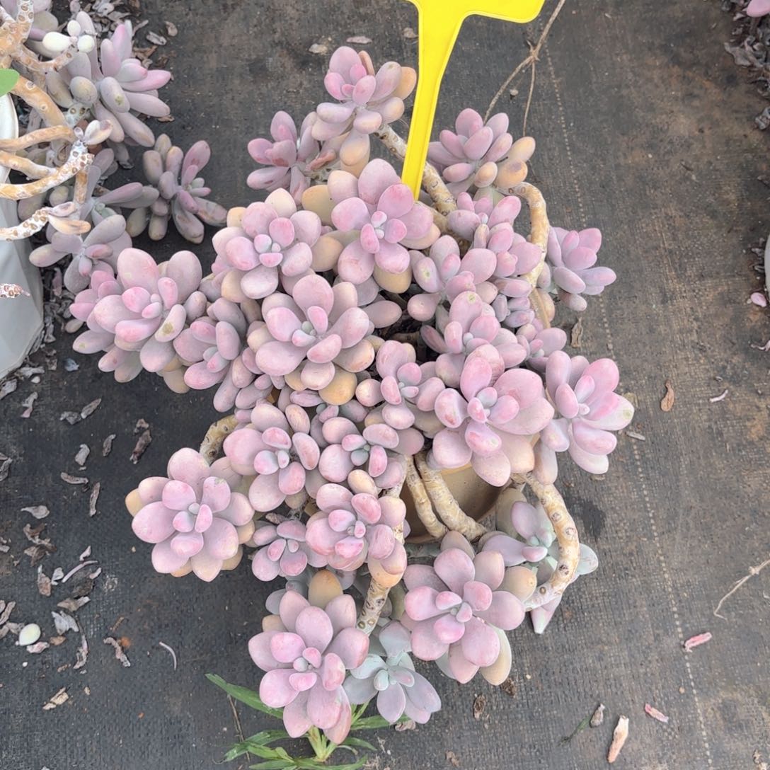 ?****?39号多肉植物