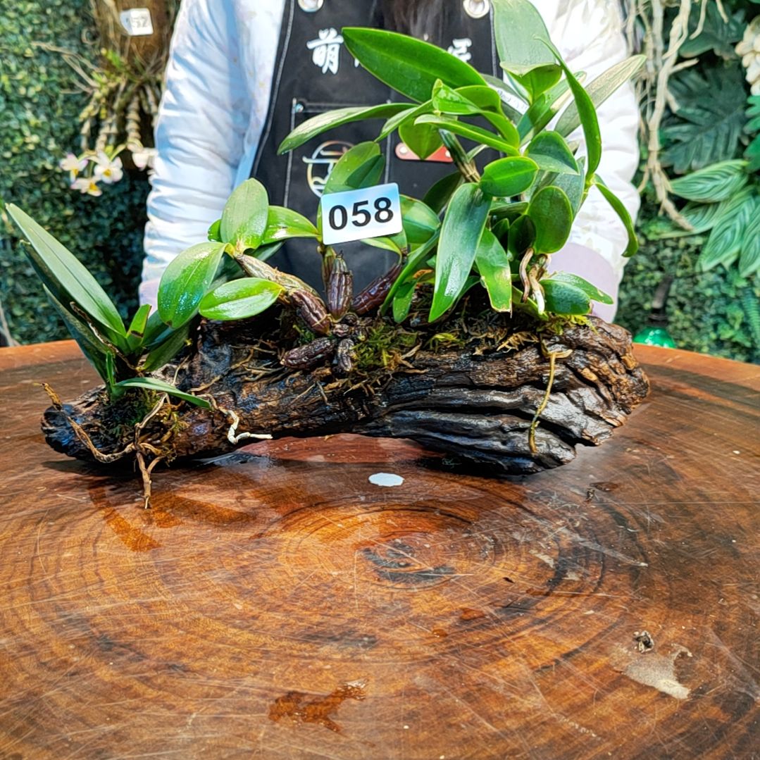 【闪购商品】058诺比翅梗红花鸟舌兰花花