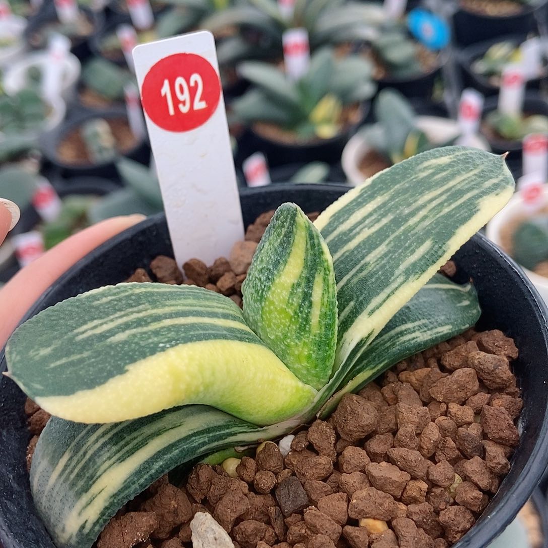 192卧牛实生锦带盆发货