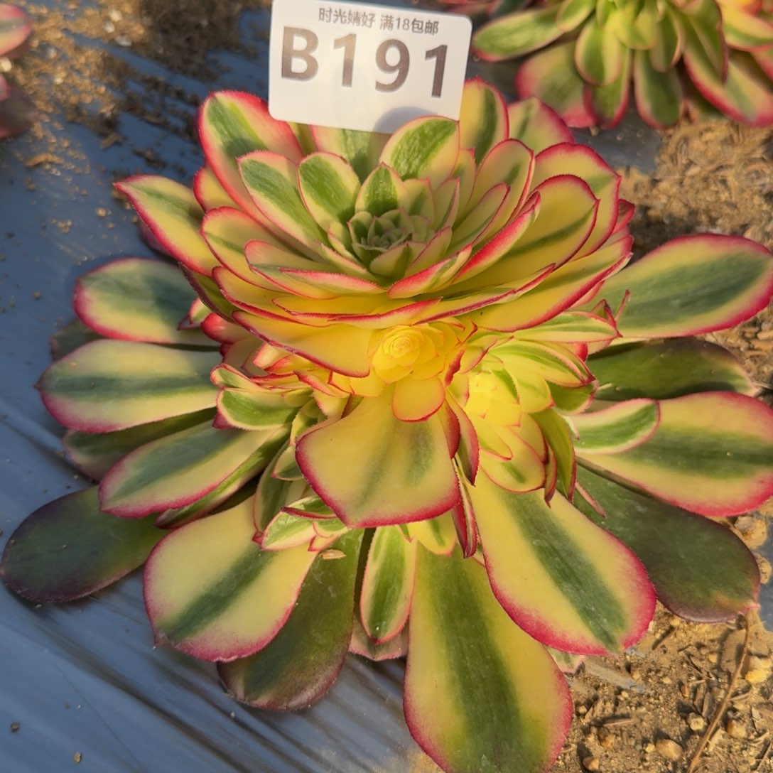 191荔枝。多肉植物