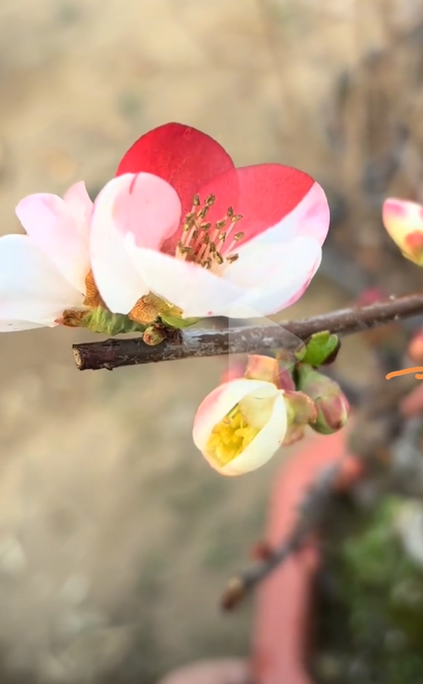 精品盆栽花卉一物一拍水蒲桃
