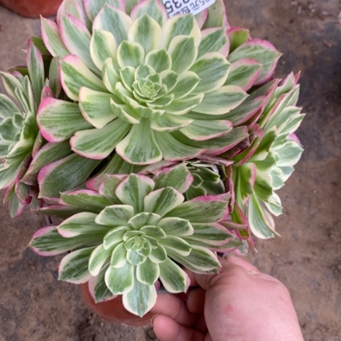 335水蜜桃满25包邮多肉